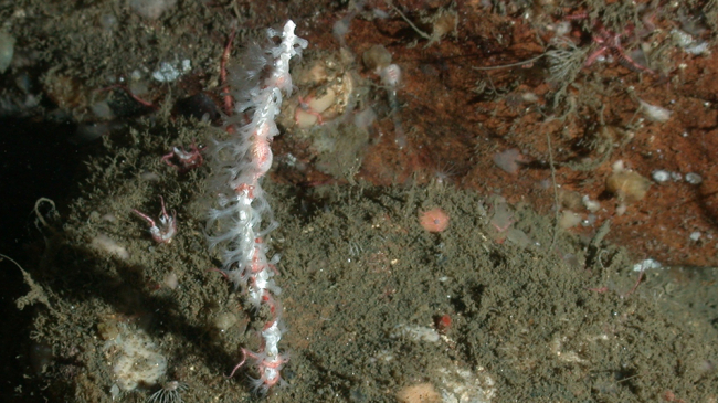 Swiftia farallonesica, a species of whip-like gorgonian coral.