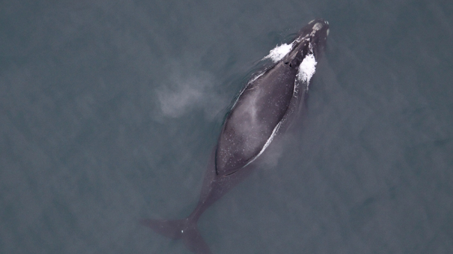 Aerial photo of a North Pacific right whale.