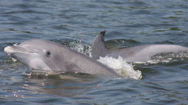 Bottlenose dolphin.
