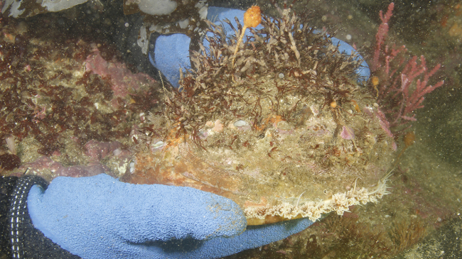 Divers collect an endangered white abalone from a rocky shelf off the West Coast near Los Angeles.