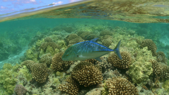 Hawaii fish surfacing in its habitat.