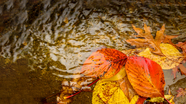 Autumn leaves in puddle. 