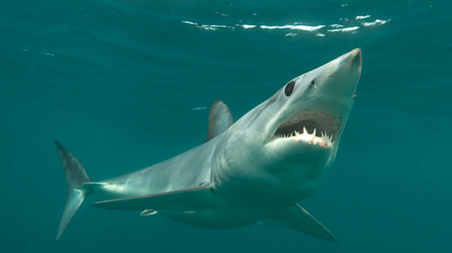 Mako shark.