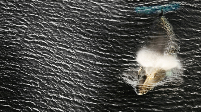 Minke whale in the Ross Sea, Antarctica.