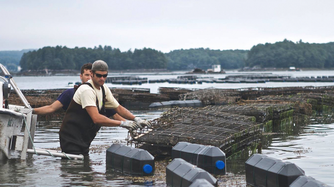 Mook oyster farm.