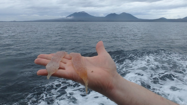 Pyrosomes, which resemble translucent sea pickles, are composed of many small, multicellular organisms called zooids, which are linked together to form a tube-like colony closed on one end. These unique creatures feed on plankton.