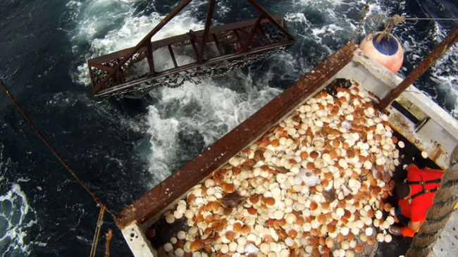 Scallop dredging