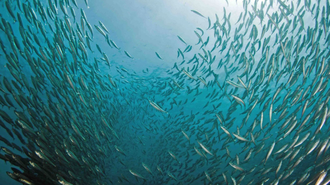 Schooling jack mackerel