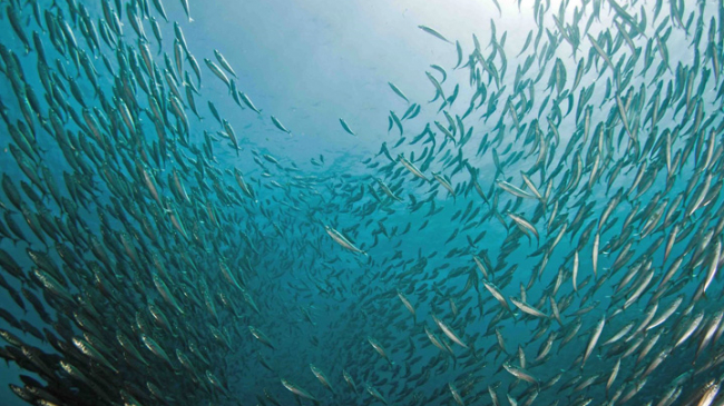 Schooling jack mackerel at Ship Rock. Catalina Island, California