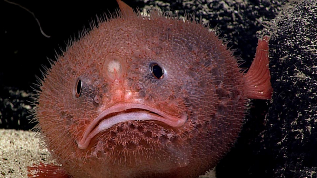 A sea toad, one of the many animals the mission may encounter, just hanging out, waiting for its next meal to swim by. 