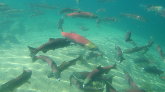 Snake River sockeye salmon.
