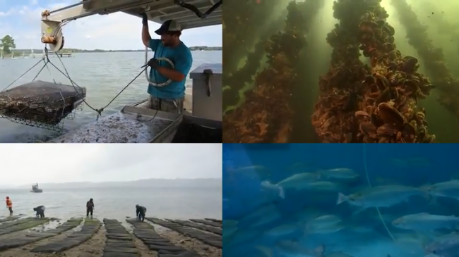 Aquaculture split screen image.
