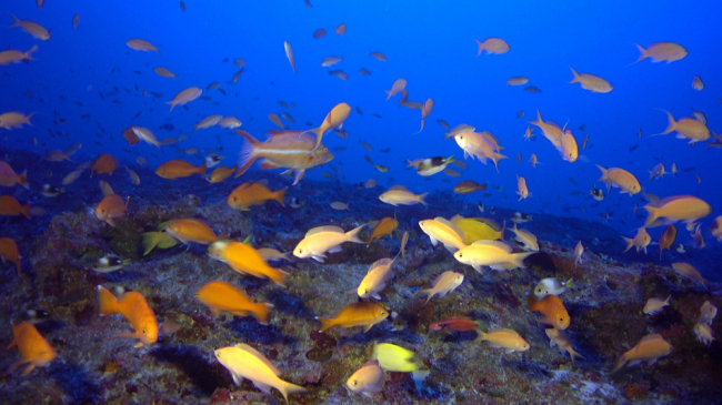 Kure Atoll, the northernmost reef in the Hawaiian archipelago, hosts mesophotic reefs with the highest level endemic species, or those unique to a specific location, found in any marine ecosystem on Earth. 