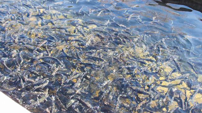 Fish farm in Colorado. 