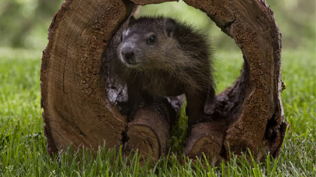 This isn't Punxsutawney Phil, but he (or she) sure is cute.