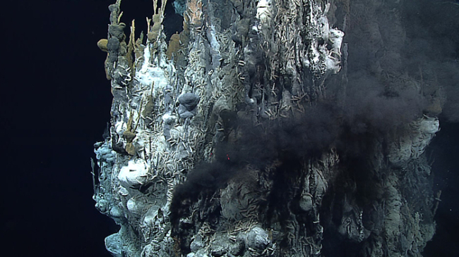 This gushing hydrothermal vent was captured on camera for the first time on May 1, 2016, during the Deepwater Exploration of the Marianas. The 30-meter-high underwater vent was spewing high-temperature liquid thick with metal particulates. The area around it is home to exotic species including Chorocaris shrimp, Munidopsis squat lobsters, Austinograea crabs, limpets, mussels and snails. 