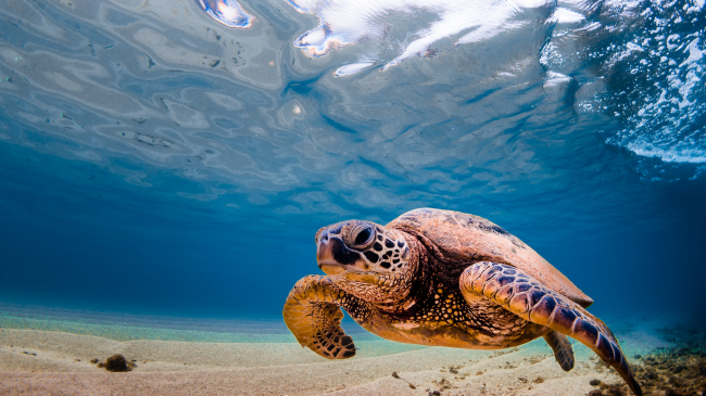 Hawaiian green sea turtle.