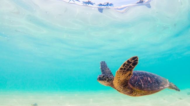 Swimming green sea turtle.