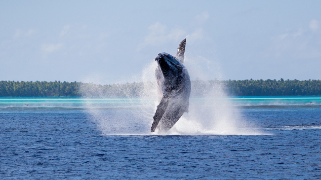 Whale in flight. 