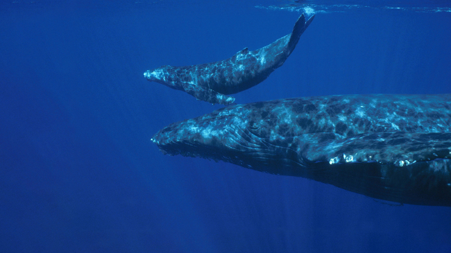 Mother humpback and calf.