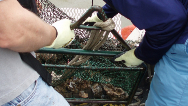 NOAA Mussel Watch scientist brings up a trawl full of Gulf Coast oysters for contamination testing.