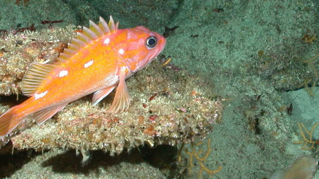 C. cordellbankensis coral colonies.