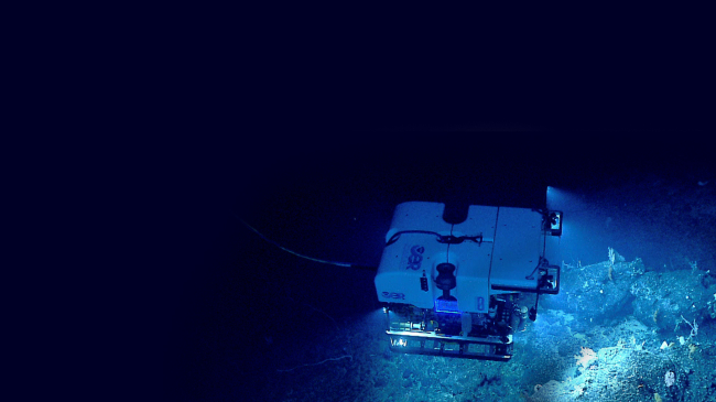 ROV Deep Discoverer investigates a diverse deep-sea coral habitat on Retriever Seamount.