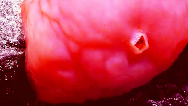 Video: The Last Grand Challenge. NOS Ocean Today. February 23, 2016.
