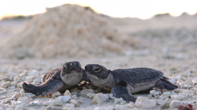 Green sea turtle hatchlings make their way to the ocean on an island in the Papahānaumokuākea Marine National Monument.
