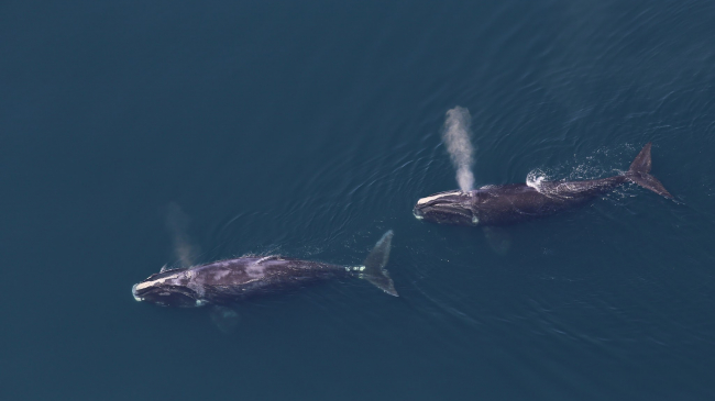 These two rare North Atlantic right whales were photographed by the NOAA's Northeast Fisheries Center aerial survey team in May 2016.