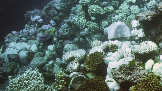 Compared to healthy coral, which appear in shades of purple and gold, bleached coral on the Great Barrier Reef appear bone white. 