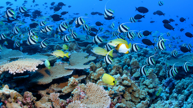 School in great numbers at Rapture Reef, French Frigate Shoals, Papahānaumokuākea National Marine Monument