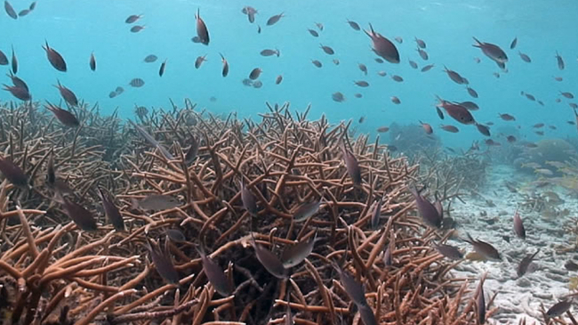 Corals - The bottom line.