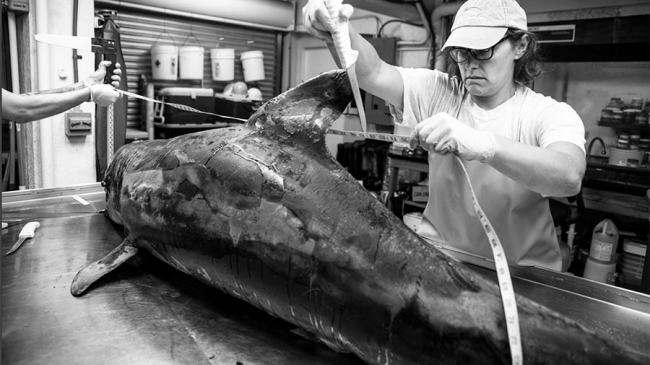 A necropsy is performed on a bottlenose dolphin by partners at Mote Marine Laboratory.