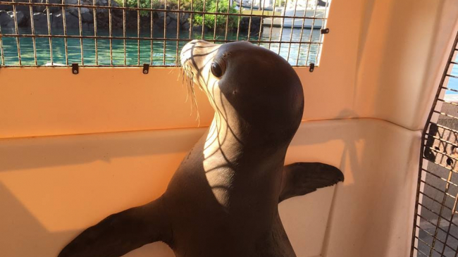 Rescued seal pup, Hawaii, September 2015. 