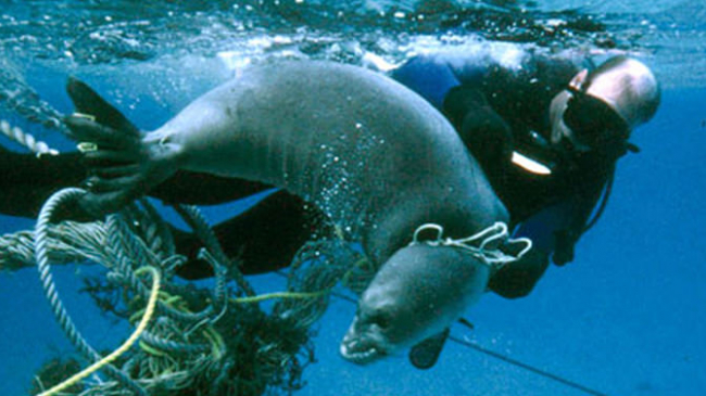 With marine debris, pictures speak louder than words.