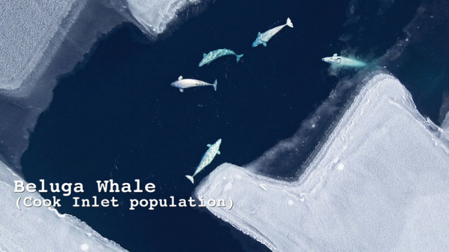 Species in the Spotlight.