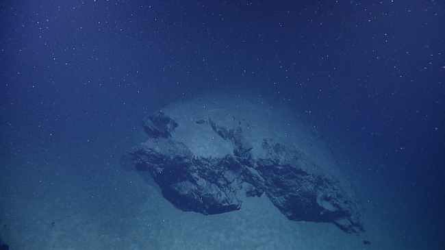Biological debris that falls from higher in the water column is also known as marine snow. Some flakes fall for weeks before finally reaching the ocean floor.