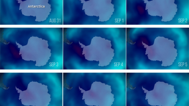 The seasonal Antarctic ozone hole—the area where the ozone concentration drops below 220 Dobson units—reached its peak area on September 8, 2019.  In these NOAA satellite images from August 31–September 8 (upper left to bottom right), places with high ozone levels are bright blue, while the ozone hole is dark blue and deep red. (NOAA Climate.gov image, based on daily TOAST data processed by NOAA's Environmental Visualization Lab.) 