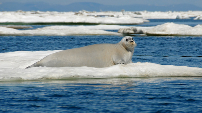 Ice seals — ribbon, ringed, spotted, and bearded (like the one shown here) — are dependent on the Arctic sea ice for pupping, resting and completing their annual molt.