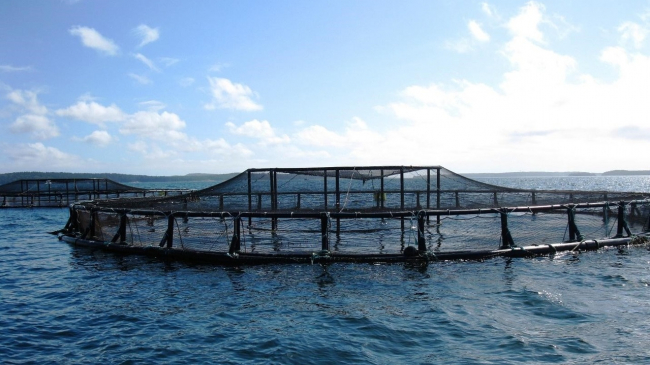 Coastal net pens off the coast of Maine.