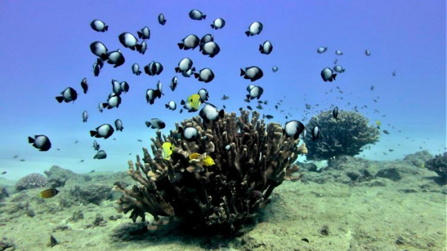 Pocillopora grandis coral colonies serve as a welcome shelter for these butterflyfish and damselfish. 