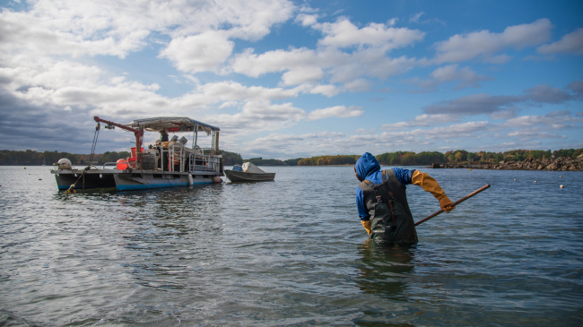 Stefan Mraz, an oyster farmer with Virgin Oyster Company, rakes oysters on the company's leased site in Little Bay, Newington, New Hampshire, as part of NH Sea Grant's oyster restoration project.