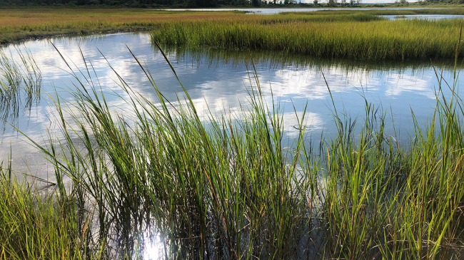 This apparently healthy-looking tidal marsh within Narragansett Bay National Estuarine Research Reserve in Rhode Island is, in fact, unhealthy. The image demonstrates how tidal marshes deteriorate in diverse and complex ways. (Undated image.)

 