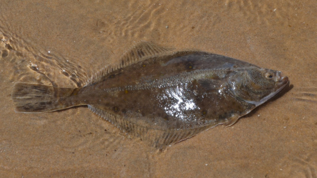 American Plaice: one of two stocks rebuilt in 2019.