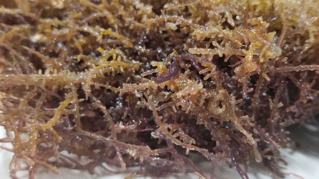 A close-up of a mat of the algae species Chondria tumulosa, taken in the lab. The new species was discovered in Northwestern Hawaiian Islands in 2020.