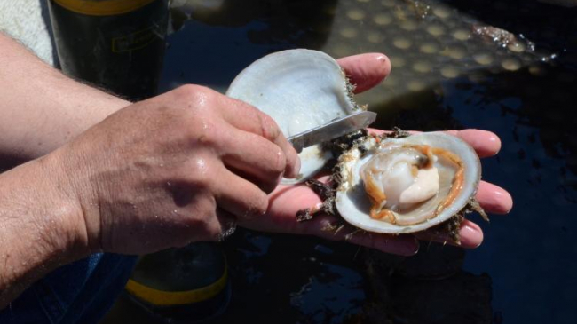 A whole scallop in the shell from Maine.