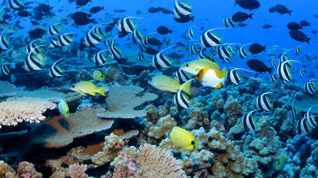 Coral reef ecosystem.