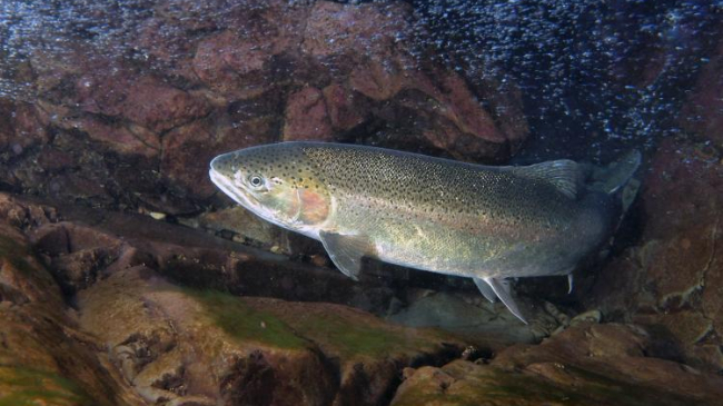 A steelhead trout swims in a river.