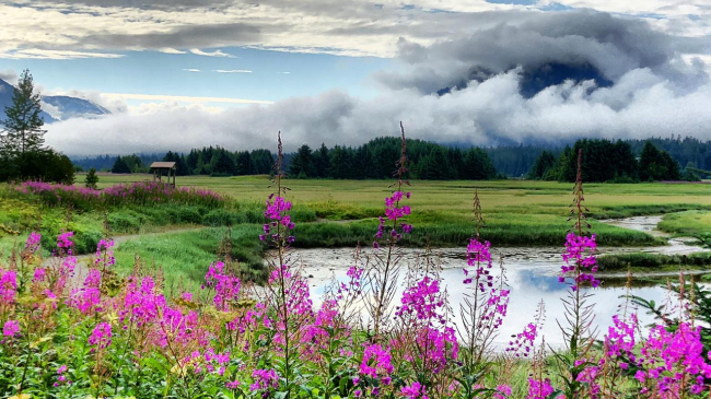 Wetlands—including marshes, mangroves, swamps, deltas, and floodplains—provide benefits to fish, protected species, and communities. The Mendenhall Wetlands in Juneau, Alaska, shown here in this undated photo, are an important feeding and resting area for wildlife.  